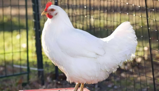 “平衡日糧”中的營(yíng)養(yǎng)性平衡包括哪些？