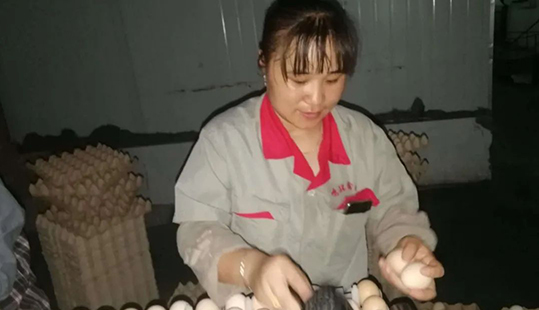 鳴環(huán)人 鳴環(huán)事——鳴環(huán)農牧孵化廠照蛋班長張莉