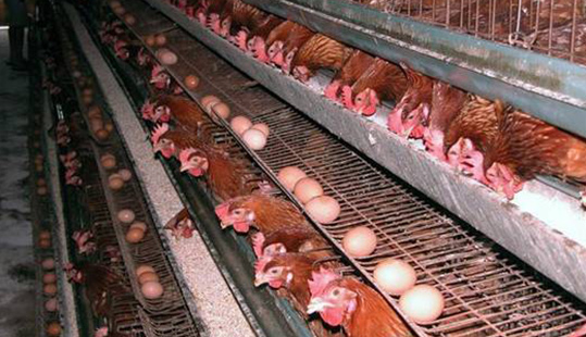 氣溫突降如何降低雞群冷應激