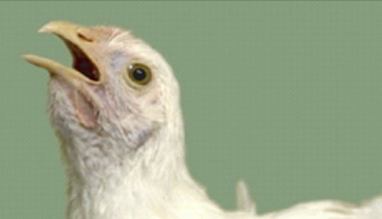 技術 | 如何診斷肉雞傳染性喉氣管炎？